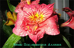 Жены Посланника Аллаха